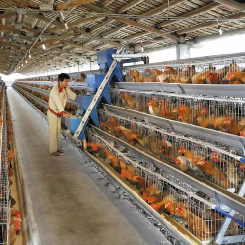 黃杏彪 用心智造，推動雞群智能化飼養設備與外圍設備制造